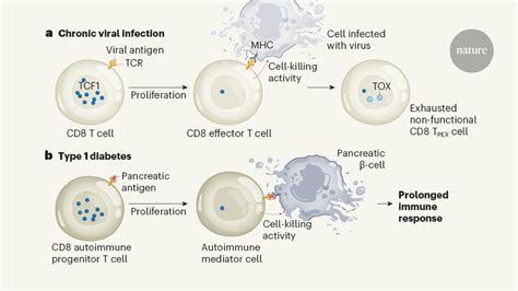 A subset of immune-system T cells branded as seeds for type 1 diabetes