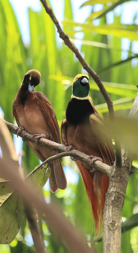 Raggiana bird-of-paradise, Paradisaea raggiana | Go Papua New Guinea