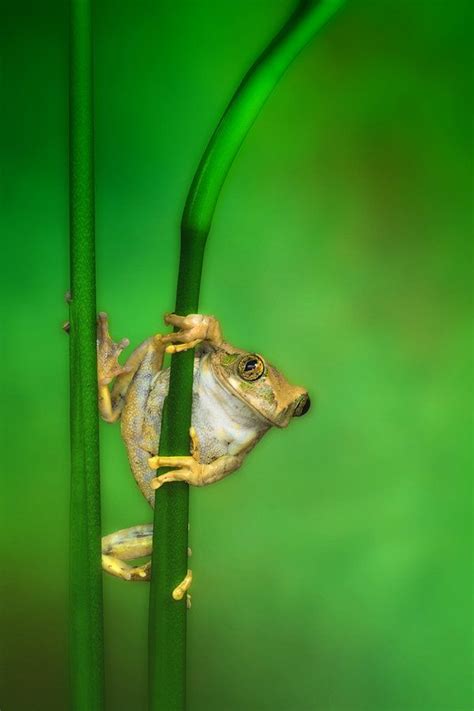 Hanging Around | Animals, Creatures, Frog