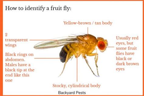 Fruit Flies: Identify Them | Find Them | Get Rid Of Them - Backyard Pests