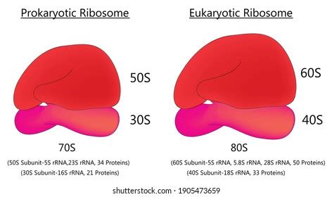 Ribosome Royalty-Free Images, Stock Photos & Pictures | Shutterstock