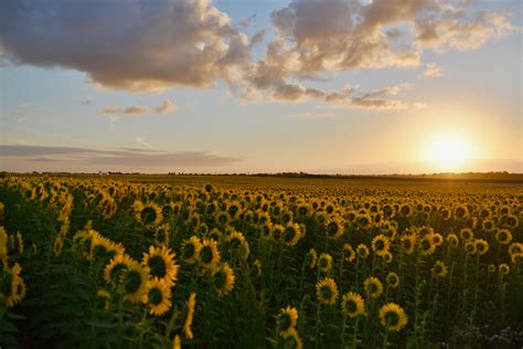 Free photo: Landscape Photography of Sunflower Field during Sunset ...