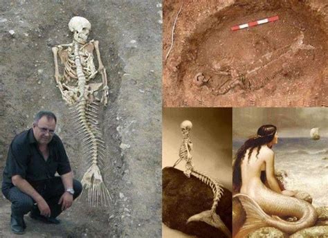 mermaids proof? | Real mermaids, Mermaid skeleton, Mermaid art