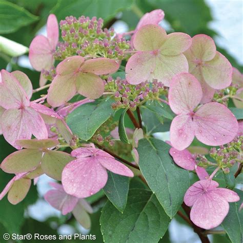 Fire and Ice Hydrangea | American Meadows