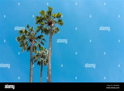 Palm Trees In California State Stock Photo - Alamy