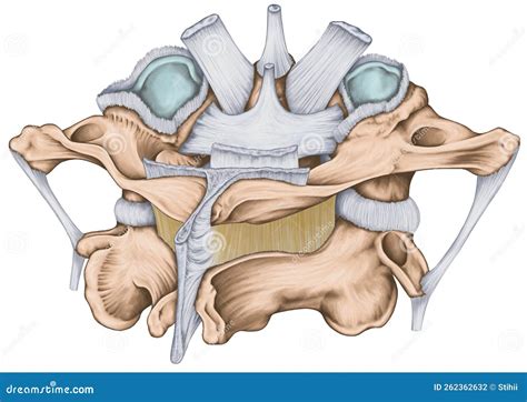 Atlas and axis ligaments stock illustration. Illustration of dens ...