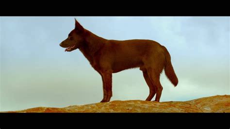 Red Dog: True Blue - Official Trailer #1 - YouTube