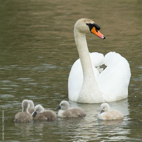 Cygnets are swimming in the water Stock Photo | Adobe Stock