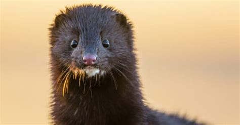 10 Incredible Mink Facts