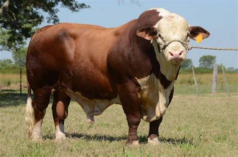 Definitely a Brahman Hereford cross. Pretty bull, though. | Animals! :3 ...