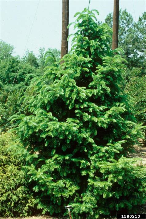 Japanese fir, Abies firma (Pinales: Pinaceae) - 1580210