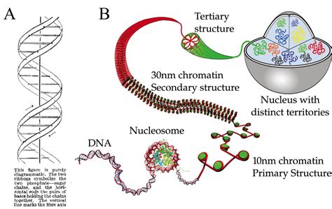 The 3D structure of the genome - Mapping Ignorance