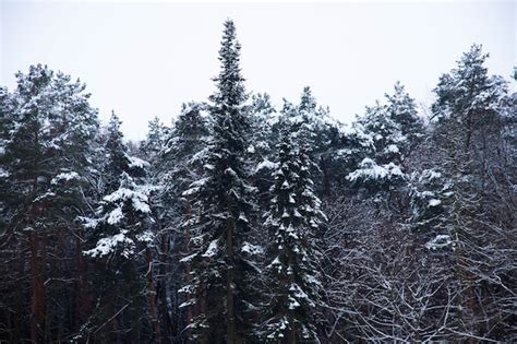 Premium Photo | Spruce tree with snow in winter forest, landscape.