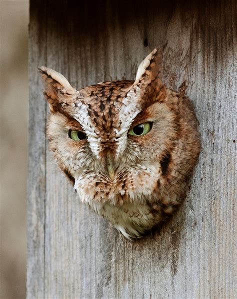 Barn Owl Nest Box Placement - WoodWorking Projects & Plans