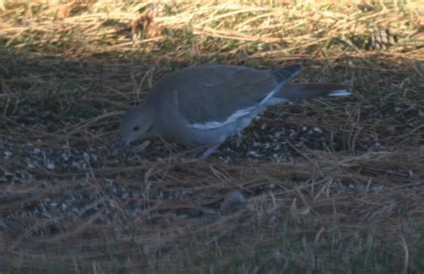 White-winged Dove - FeederWatch