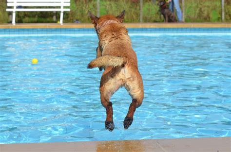 Pool Safety for Dogs | Modern Dog magazine