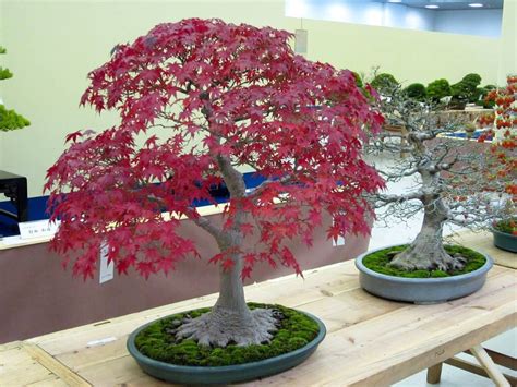 Cotoneaster Bonsai Care Guide - Organize With Sandy