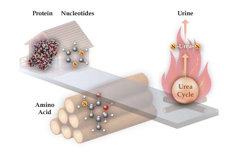 Urea cycle enzymes and intermediates in carcinogenisis | Ayelet Erez Lab