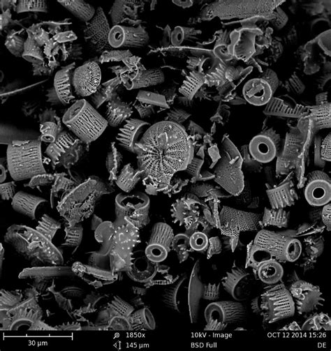 Electron image of diatomaceous earth | Natural world, Microscopic ...