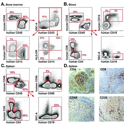 Multilineage development of the human immune system in humanized mice ...