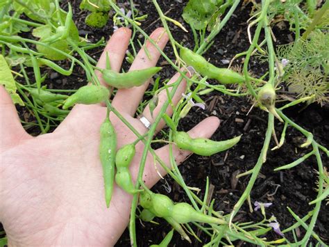 Thyme To Garden Now: Saving Brassica Seeds