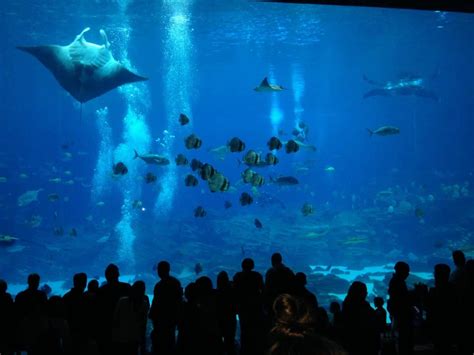 Georgia Aquarium in Atlanta