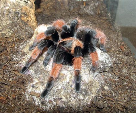 Brachypelma emilia - Alchetron, The Free Social Encyclopedia