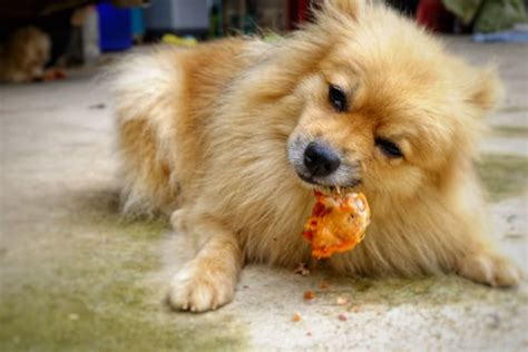 What do I do if my dog ate a chicken bone? | Everett Vets