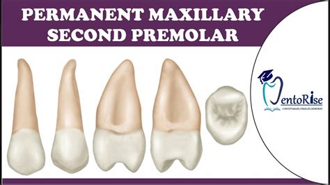 Maxillary Second Premolar