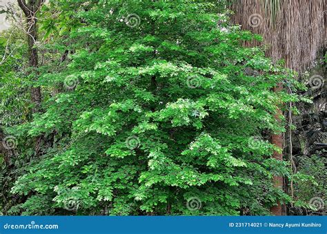 Quercus Coccinea Leaves in the Park Stock Image - Image of park, parks ...