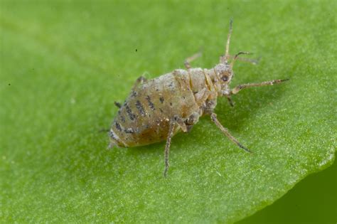 Cabbage aphid – Cesar Australia