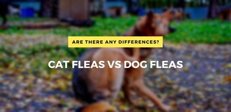 Cat Fleas Vs Dog Fleas: Are There Any Differences?
