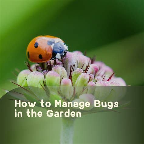 Managing Bugs in the Garden 🐛