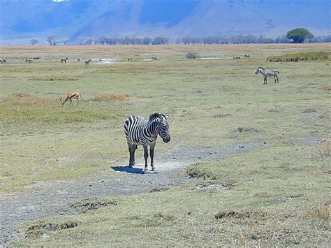 Wildlife In Ngorongoro Crater, Tanzania photo, Ngorongoro Crater Tanzania