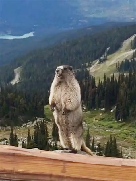 This marmot screaming might be the worst thing you've ever heard ...