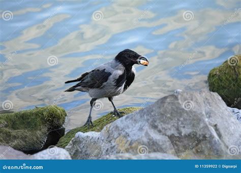 Hooded crow stock photo. Image of crow, fauna, wildlife - 11359922