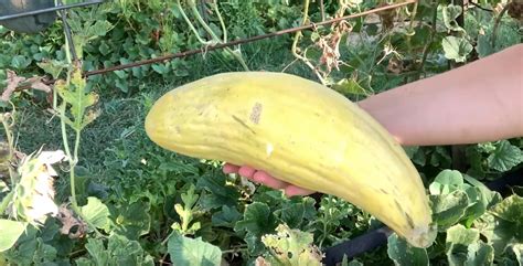 How to Grow Banana Melons (Cucumis melo) - Gardening Channel