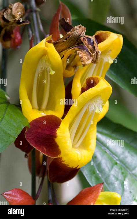 Thunbergia mysorensis hi-res stock photography and images - Alamy