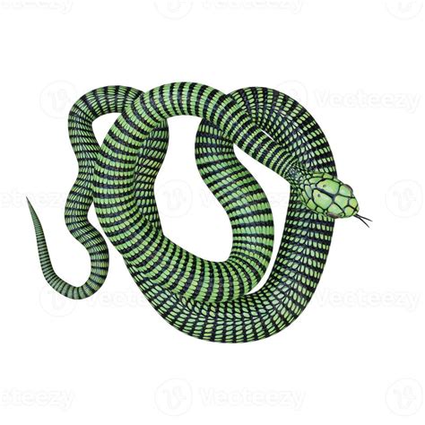 Boomslang snake 3D illustration 11890298 Stock Photo at Vecteezy