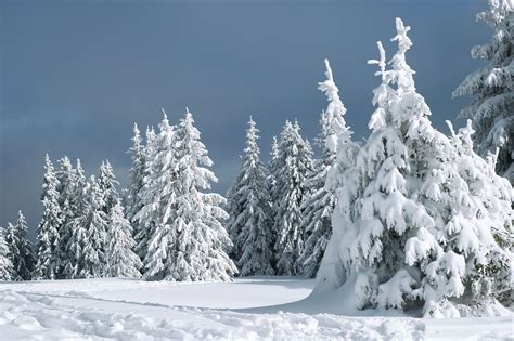 White - | Winter scenes, Snowy scene, Snow images