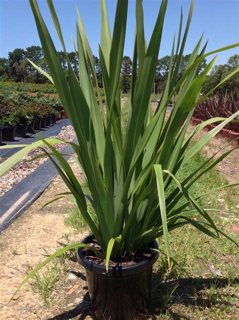 Phormium tenax - Andreasens Green