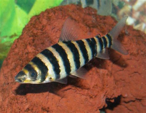 Banded Leporinus (leporinus Fasciatus) Photos