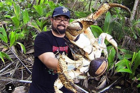 Look: Huge coconut crab caught in Australia - UPI.com