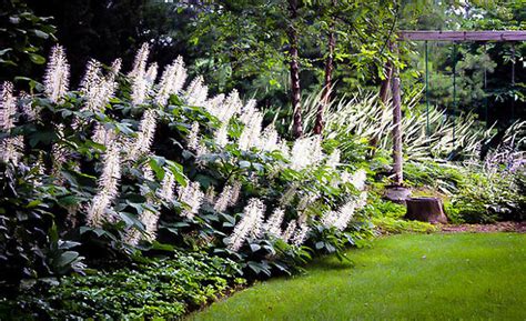 Bottlebrush Buckeye For Sale | The Tree Center