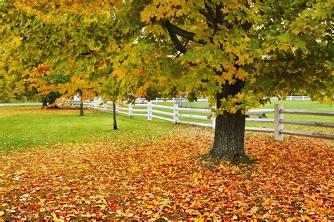 Best Maple Trees for Fall Color