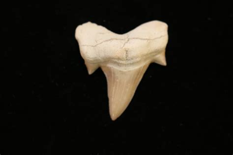 Otodus shark tooth Morocco - Prehistoric Online