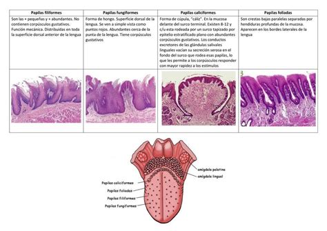 Papilas Gustativas Histología | Sofi | uDocz