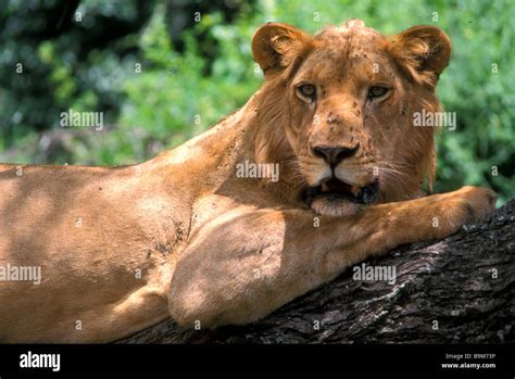 lions in tree lake manyara tanzania Stock Photo - Alamy