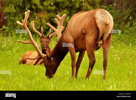 Male elk in Banff National Park Stock Photo - Alamy