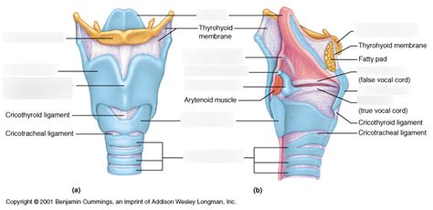 Laryngeal Anatomy Diagram | Quizlet